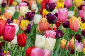 It is a very difficult question to answer. The Most Popular Flowers In The World With Name And Picture