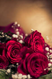 Romance In The Air Valentine S Day Photography Stockvault Net Blog Valentines Roses Love Rose Flower Beautiful Red Roses