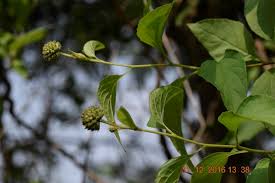 Image result for Blepharispermum