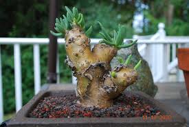 Image result for Tricalysia schliebenii