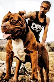 Hulk The Biggest Pitbull In The World Video Hulk Biggest Pitbull World Pets Animals Big Pitbull Pitbulls Dogs