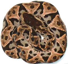 Image result for Bothrops asper