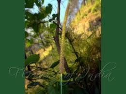 Image result for Setaria sphacelata