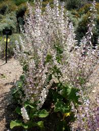 Image result for Salvia sclarea