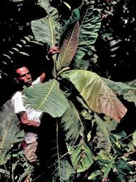 Image result for Ficus scassellatii