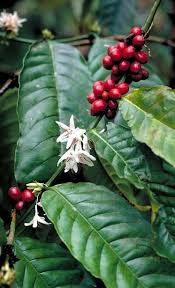 Image result for Coffea schliebenii