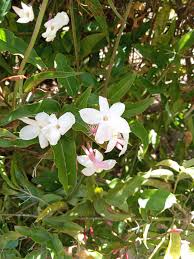 Image result for Jasminum breviflorum