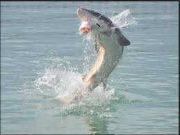 Sturgeon Do Jump Out Of The Water And Are Not Just Bottom Feeders Fish Jumps Fish Sturgeon Fish
