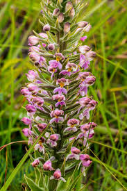 Image result for Wahlenbergia madagascariensis