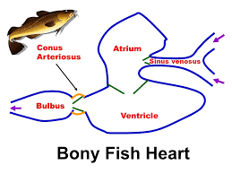 The fish heart has only two consecutive chambers called atrium and ventricle. Hearts Circulation Blood Lungs Body Mammal Ppt Download
