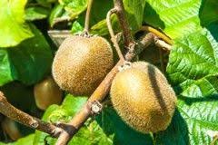 Kiwi Pflanzen Pflege Anbau Im Garten Gartendialog De Kiwi Pflanzen Avocado Baum Pflanzen Pflege