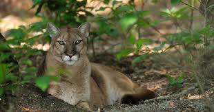 It is a stealthy hunter—stalking its prey, then leaping as far as 20 feet to kill the animal with a powerful bite to the nape of the neck. Puma The Nature Conservancy