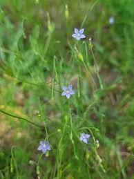 Image result for Wahlenbergia hookeri