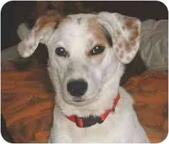 Setters unlimited was established to help setter enthusiasts find the top english setter breeders. Pittsboro Durham Nc English Setter Meet Effie A Pet For Adoption