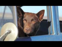 I'm wondering what songs were in the australian 2011 movie red dog. Red Dog The Search By Cezary Skubiszewski Youtube