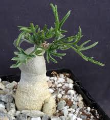 Image result for Kedrostis capensis