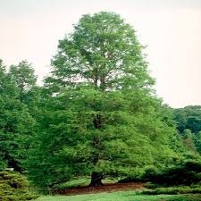 Image result for Taxodium