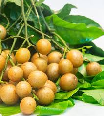 Image result for Clausena lansium