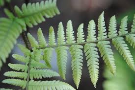 Image result for Ctenitis