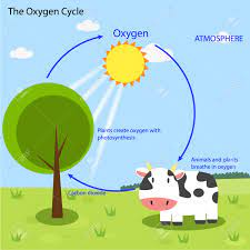 Oxygen Cycle Royalty Free Cliparts Vectors And Stock Illustration Image 48054997