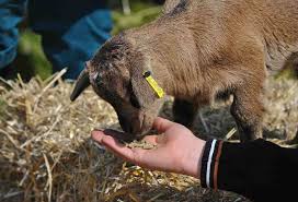 Find out what is the full meaning of goat on abbreviations.com! Goat Feed Chart And Goat Weight Chart A Full Guide Agri Farming