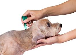 Jan 20, 2017 · you can tell fleas apart from dry skin easily: Flea And Tick Medicine Poisoning In Dogs Petmd