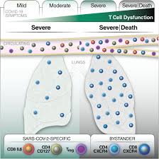 Ashley ann tervort reddit username: Distinctive Features Of Sars Cov 2 Specific T Cells Predict Recovery From Severe Covid 19 Medrxiv