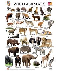 Found On Bing From Www Pinterest Com Wild Animals Pictures Animals Name In English Animals Name With Picture