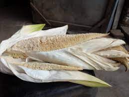 Tumbuhan merambat ini aroma bunganya bisa tercium harum pada siang dan malam hari. Jual Bunga Pandan Wangi Naela Zeyika Agromaret