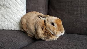 What is my rabbit trying to tell me? Why Does My Rabbit Pee On Me And How To Stop It