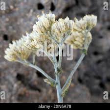 Image result for Helichrysum zeyheri