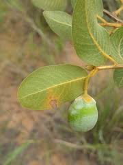 Image result for Hugonia elliptica