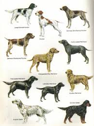 Retrievers Natural History