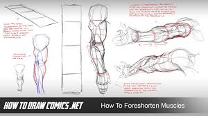 Vector illustration of a types of muscle. How To Foreshorten Muscles Youtube