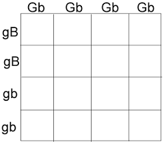 Includes worked examples of dihybrid crosses. Crosses That Involve 2 Traits