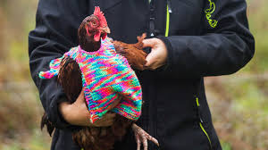 We did not find results for: A Chicken Lover Knits Jumpers For Her Hens Artfido