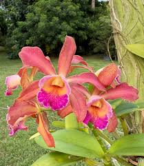 Image result for Hypericophyllum