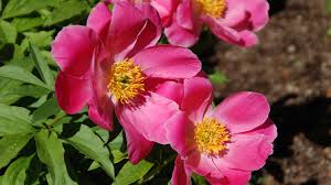 There are two main types of peonies, hebaceous (p. Peony Flowers Changed Color Melinda Myers