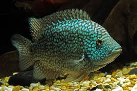 Green Terror Cichlid Google Search Cichlid Fish Cichlids Aquarium Fish