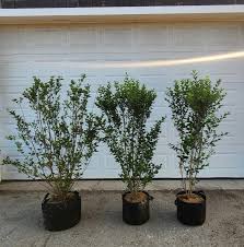 Image result for Ligustrum ovalifolium
