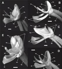 Image result for Platycoryne affinis