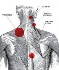 The shoulder muscles bridge the transitions from the torso into the head/neck area and into the uppe. Q1bliwfykvu Xm