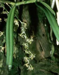 Image result for Tridactyle eggelingii