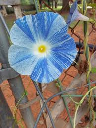 Image result for Ipomoea tricolor