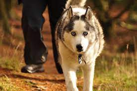 Nachdem ich in meine erste eigene wohnung in dresden gezogen bin, habe ich schnell gemerkt, dass irgendetwas fehlt, da ich seid ich denken kann mit meiner familie einen hund auf dem land hatte. Husky Siberian Rassebeschreibung Wesen Haltung Und Pflege