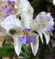 Image result for Pycnostachys coerulea