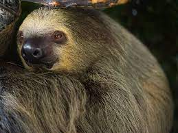 Didyouknow That Linnaeus S Two Toed Sloths Are Nocturnal And Sleep From 15 To 18 Hours A Day Celebrate Internationalslot Sloth Two Toed Sloth Sleepy Animals