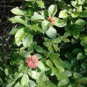 Image result for Combretum bracteosum