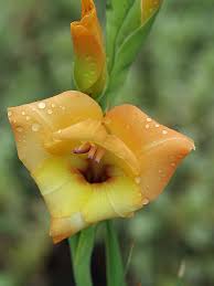 Image result for Gladiolus dalenii