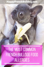 The top names for french bulldogs. French Bulldog Food Allergies And How To Cure Them Happy French Bulldog French Bulldog Blue French Bulldog Funny Fawn French Bulldog